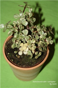 70e822b6-IMG_3927 Portulacaria afra Variegata.jpg